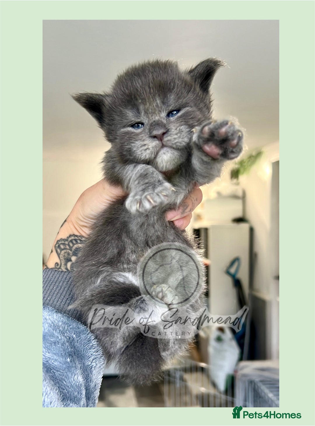 Maine Coon cats for sale: Russian Import Maine Coon Kittens  - Advert 3