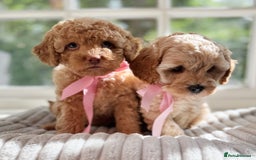 Cavapoo dogs for sale: F1b health tested cavapoo - Image 17