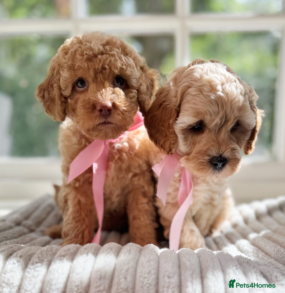 Cavapoo dogs for sale: F1b health tested cavapoo - Image 17