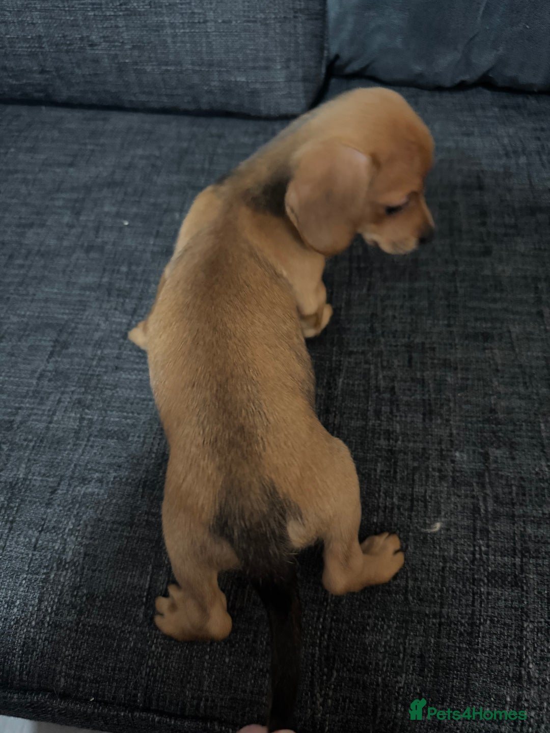 Dachshund dogs for sale: 5 beautiful dachshund 1 girl 4 boys - Advert 11