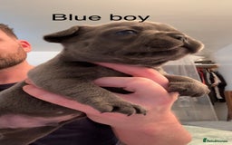 French Bulldog dogs for sale: 4 beautiful blue French bulldogs  - Image 7