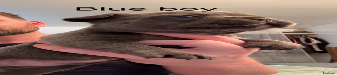 French Bulldog Puppy 2