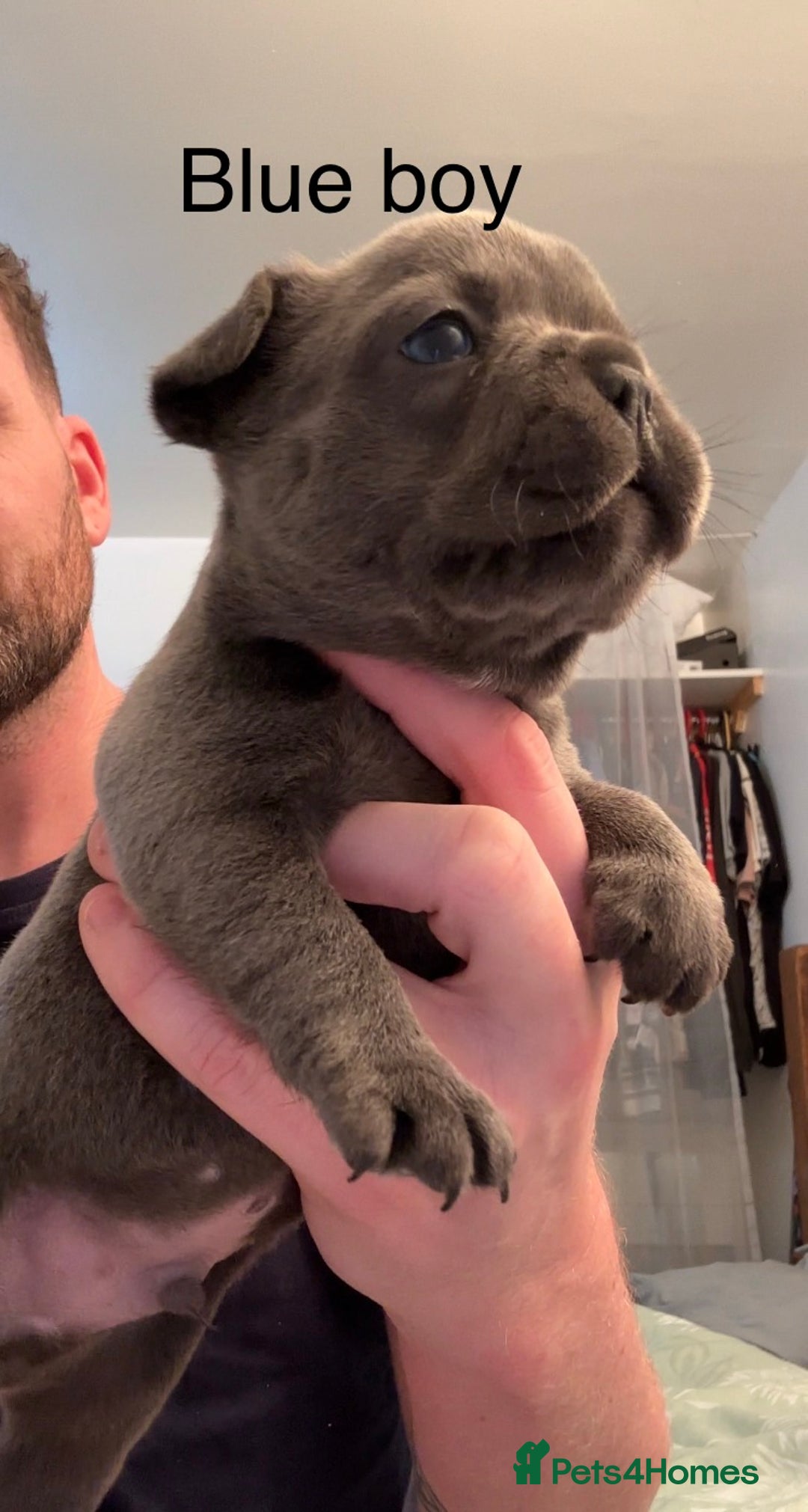 French Bulldog dogs for sale: 4 beautiful blue French bulldogs  - Image 7