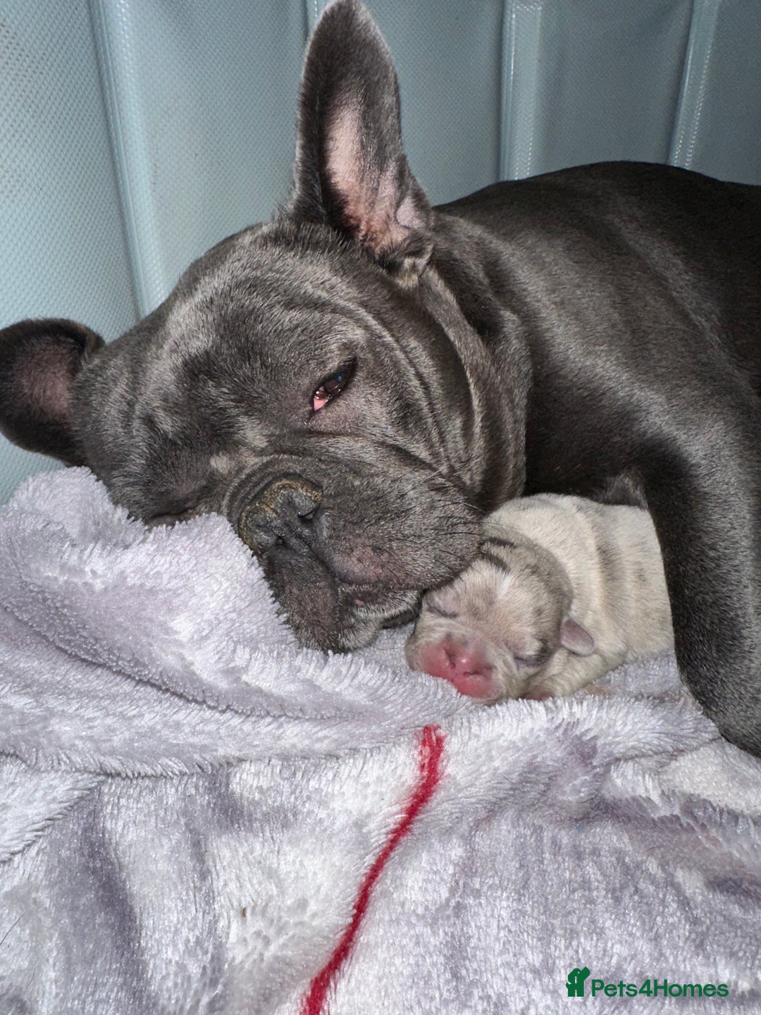 French Bulldog dogs for sale: Blue merle French bulldog puppy  - Advert 5