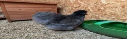 Chickens poultry for sale: Blue Bearded Silkie Hatching eggs with *Guarantee* - Advert 2