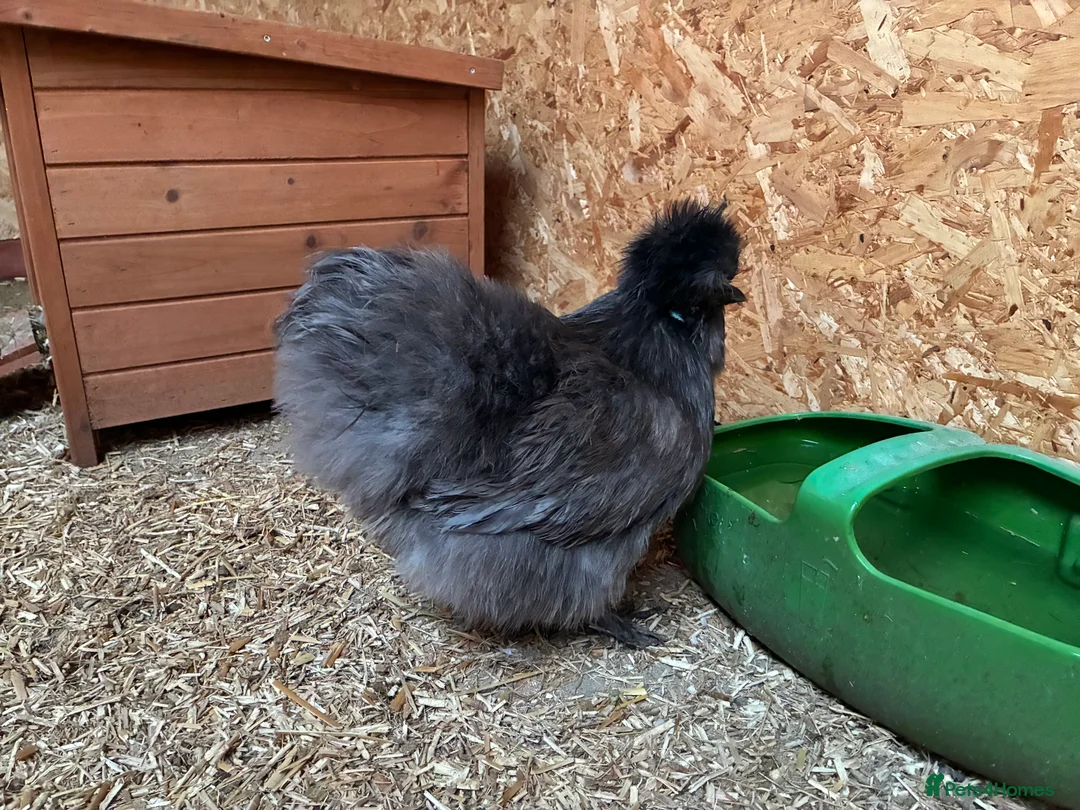 Chickens poultry for sale: Blue Bearded Silkie Hatching eggs with *Guarantee* - Advert 2