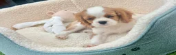 Cavalier King Charles Spaniel dogs for sale: Kc Reg, fully health tested CKCS licensed breeder - Advert 9