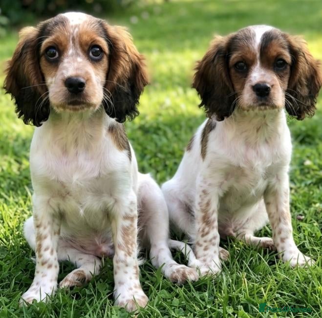Mixed Breed dogs Three Roan Puppies Available  - Advert 5