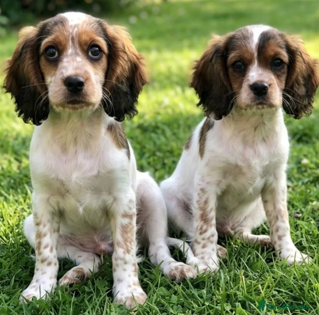 Mixed Breed dogs for sale: Three Roan Puppies Available  - Advert 1