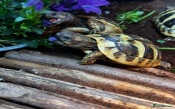 Hermann Tortoise reptiles for sale: Hermanns Tortoise babies - Image 15