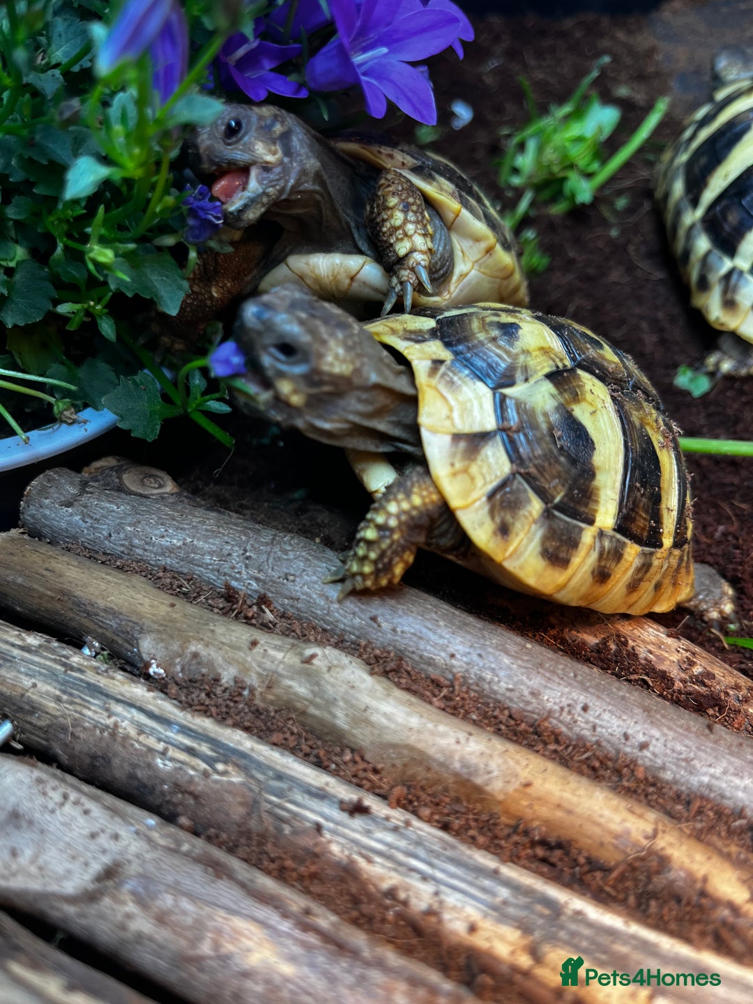 Hermann Tortoise reptiles for sale: Hermanns Tortoise babies - Image 15