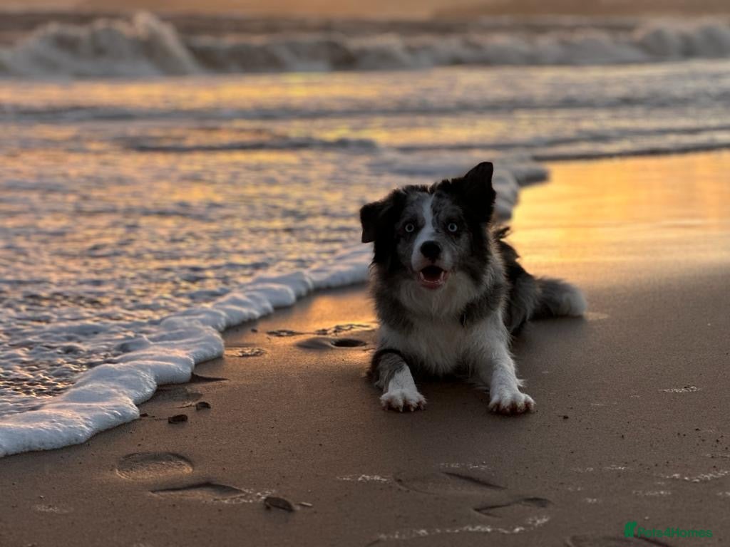 Border Collie dogs Margo🤍 - Advert 11