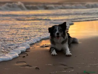 Border Collie dogs Margo🤍 - Advert 11