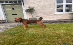 Lakeland Terrier dogs for sale: Gorgeous George  - Image 8