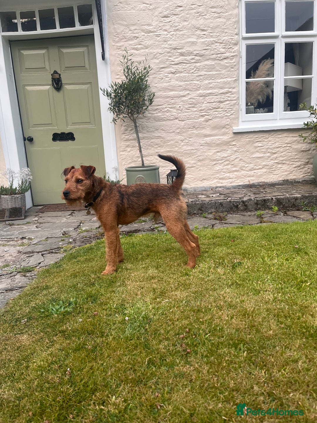 Lakeland Terrier dogs for sale: Gorgeous George  - Image 8