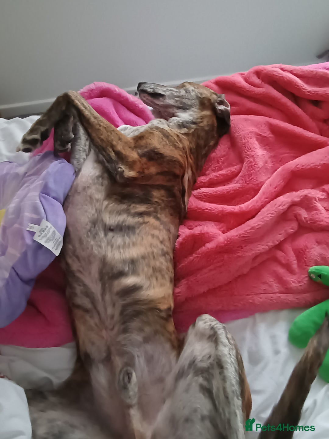 Greyhound dogs for sale: Beautiful Greyhound ready for new chapter - Advert 8