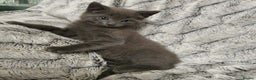 Russian Blue cats for sale: Cute kitten boy - Advert 3