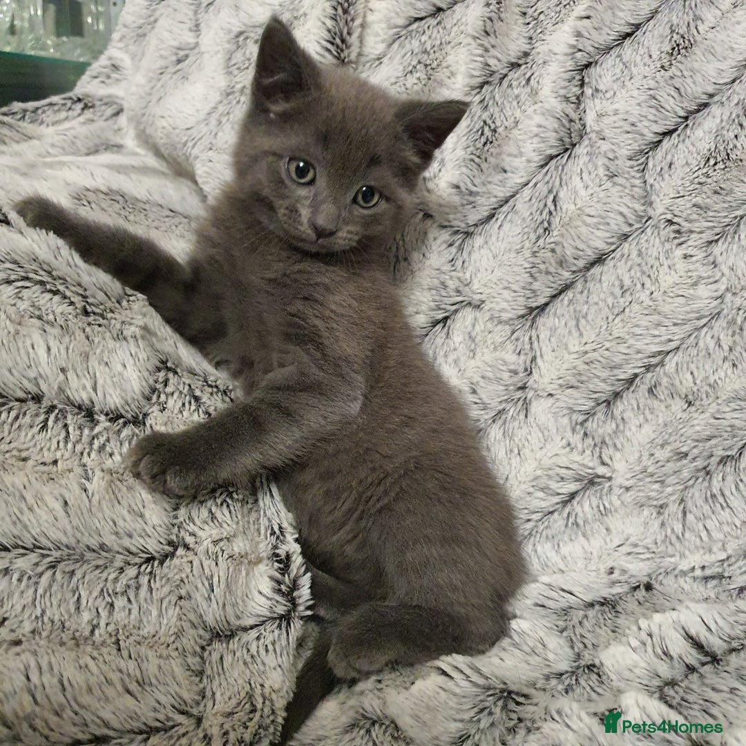 Russian Blue cats for sale: Cute kitten boy - Advert 3