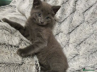 Russian Blue cats Cute kitten boy - Advert 3