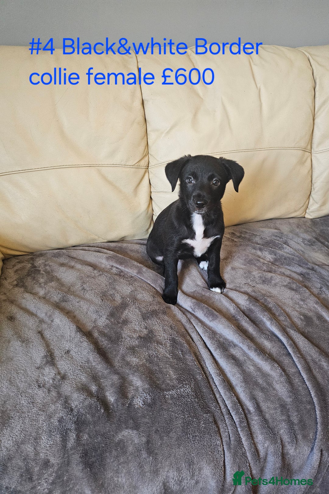 Border Collie dogs for sale: Blue merle&black&white puppies for sale  - Advert 3