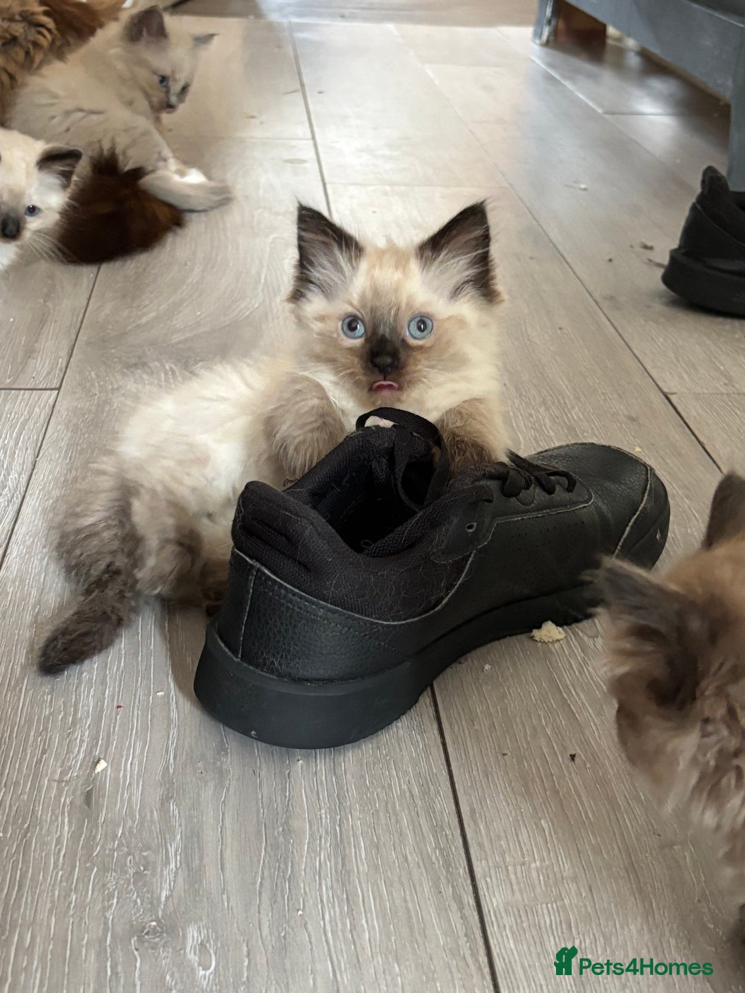 Ragdoll cats for sale: Mink Ragdoll kittens  - Image 9