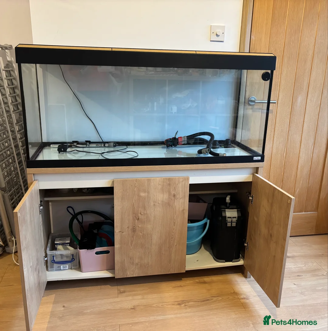 Angelfish fish for sale: Fluval Roma 240 litre aquarium  - Advert 2