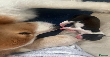 Border Collie dogs - Advert 4