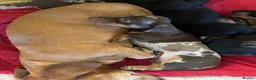 Miniature Dachshund dogs for sale: Superb quality KC registered Miniature Dachshunds - Advert 4