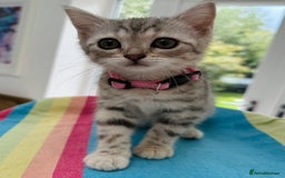 British Shorthair cats for sale: Stunning BSH Silver Female Grey Stripe Kittens - Image 11
