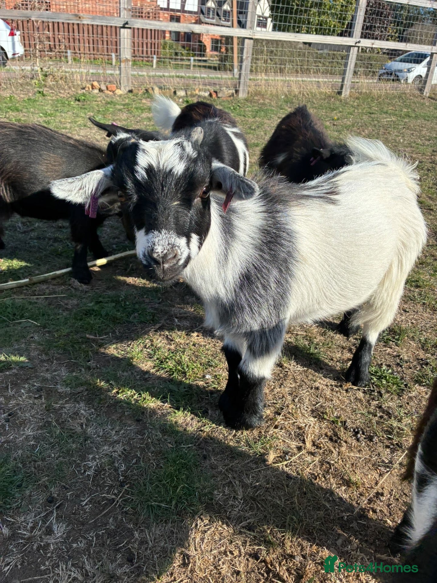 Goats livestock Pygmy goats - Advert 2