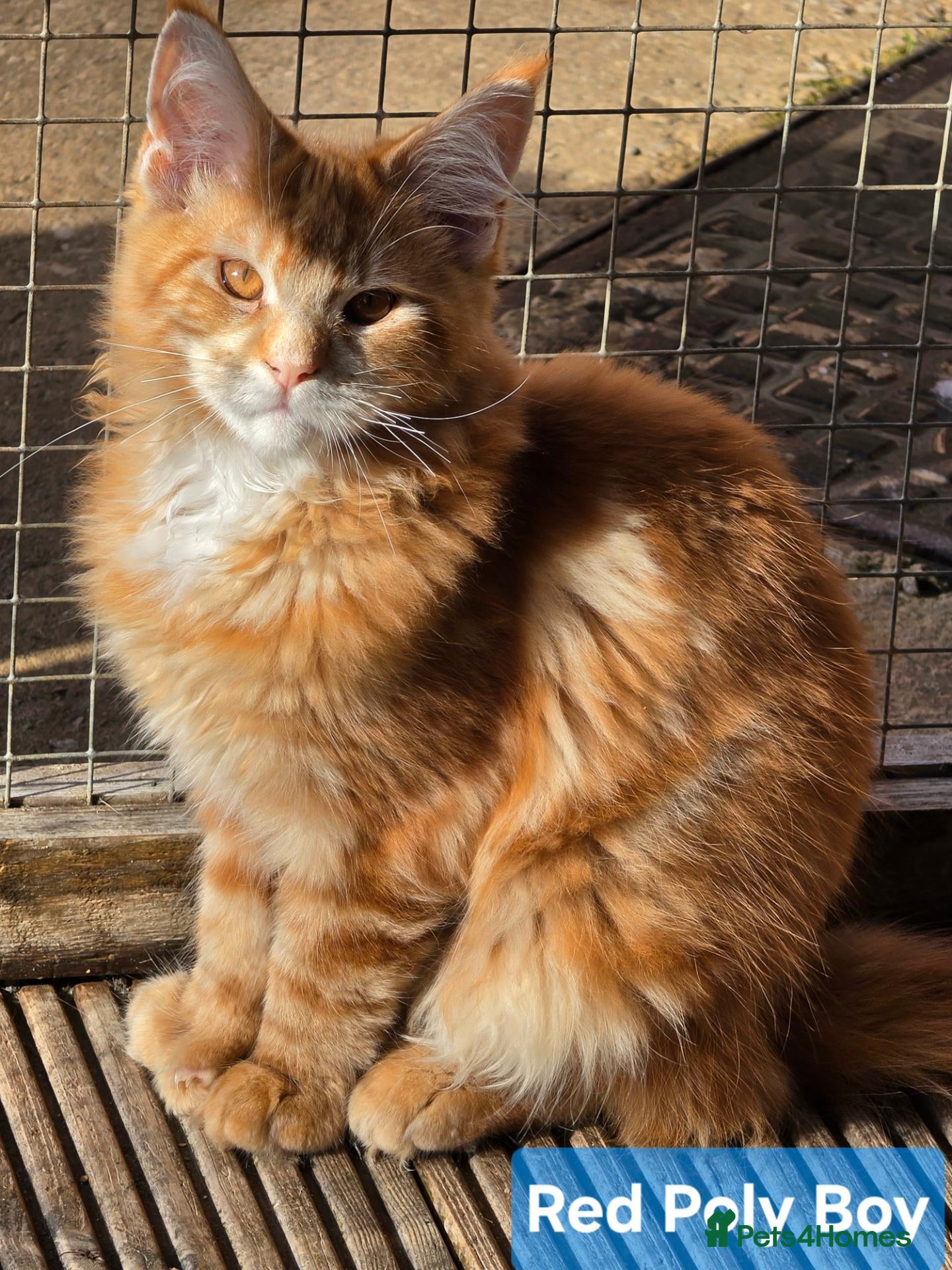Maine Coon cats BEAUTIFUL MAINE COON KITTENS, POLY AND NON POLY  - Advert 1