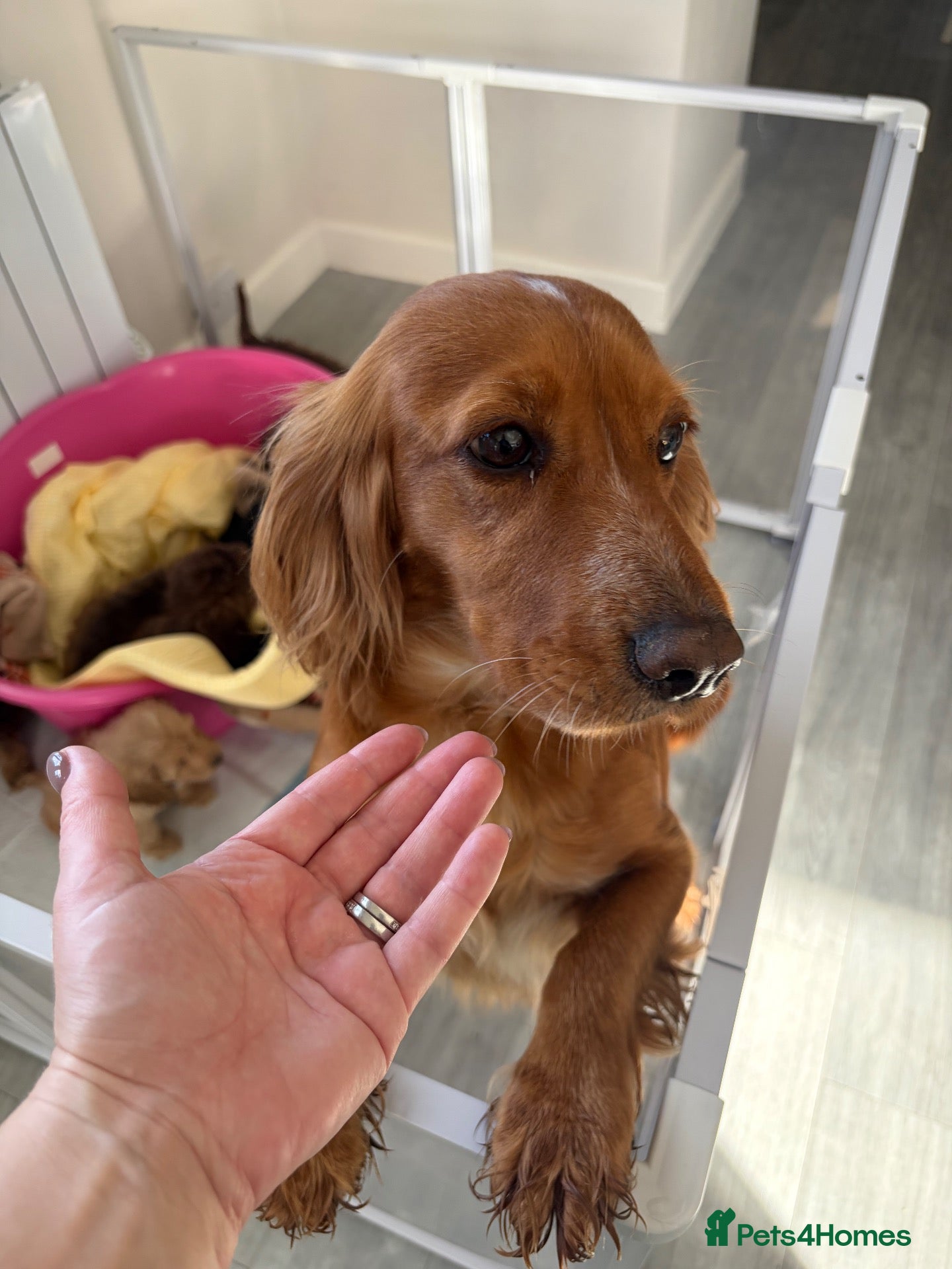 Cockapoo dogs for sale: Stunning sable cockerpoos  - Advert 2