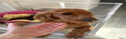 Cockapoo dogs for sale: Stunning sable cockerpoos  - Advert 2