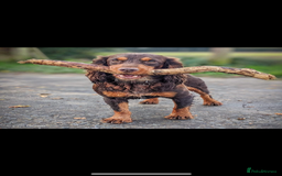 Cocker Spaniel dogs for sale: COCKER SPANIEL PUPPIES - Image 18
