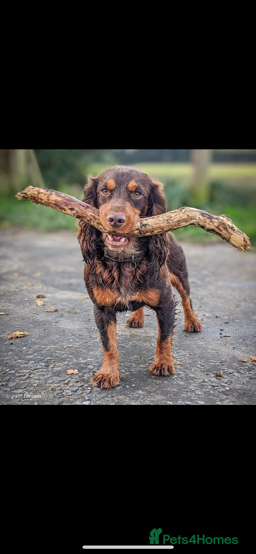 Cocker Spaniel dogs for sale: COCKER SPANIEL PUPPIES - Image 18