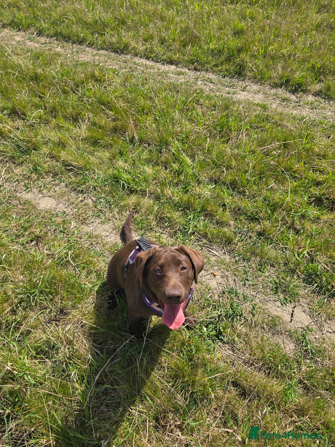 Labrador Retriever dogs for sale: 🐾 Two Beautiful Labradors 1 Boy, 1 Girl  🐾 - Image 6