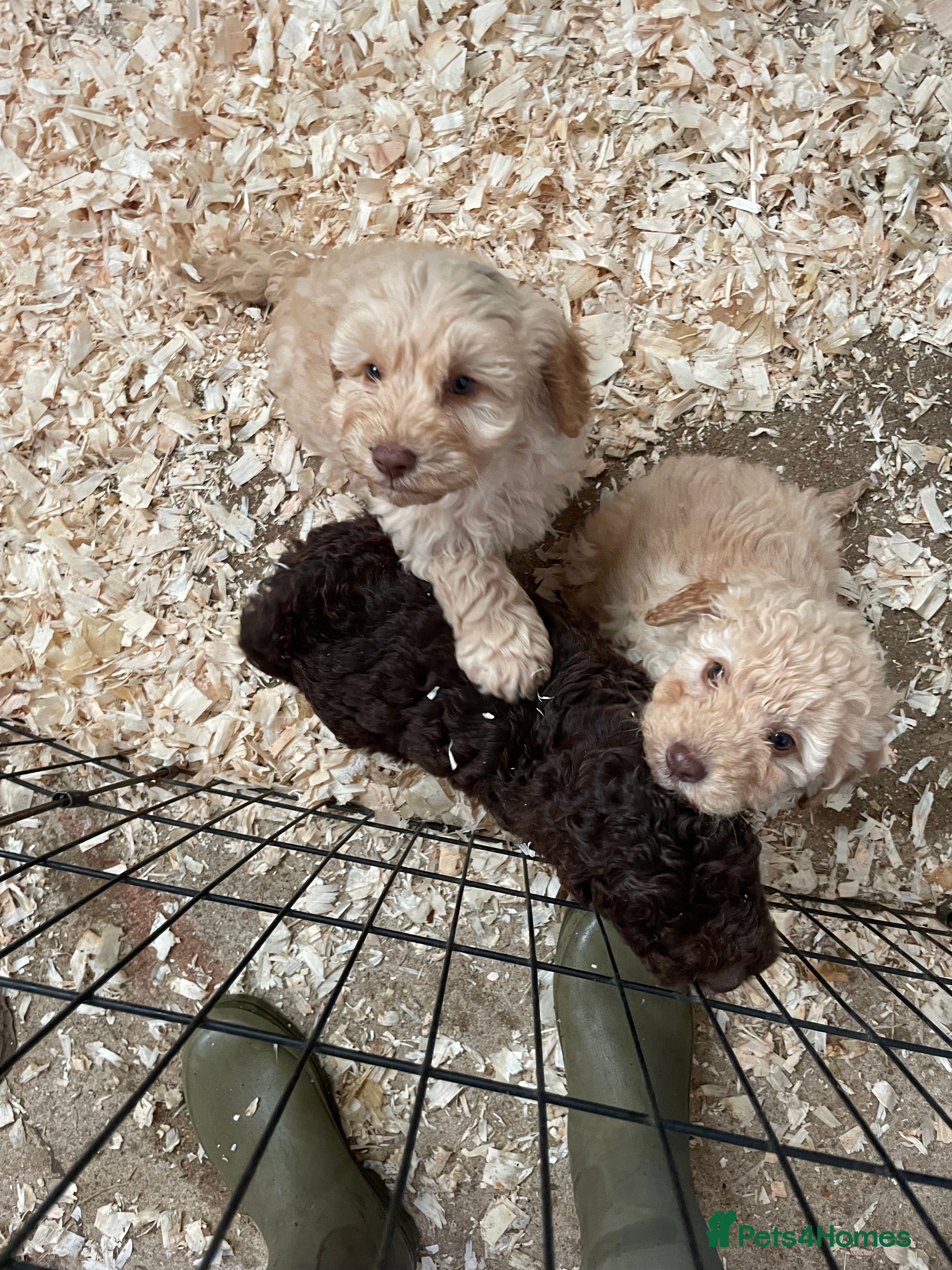 Cockapoo dogs 3 gorgeous boys ready for their homes    - Advert 1