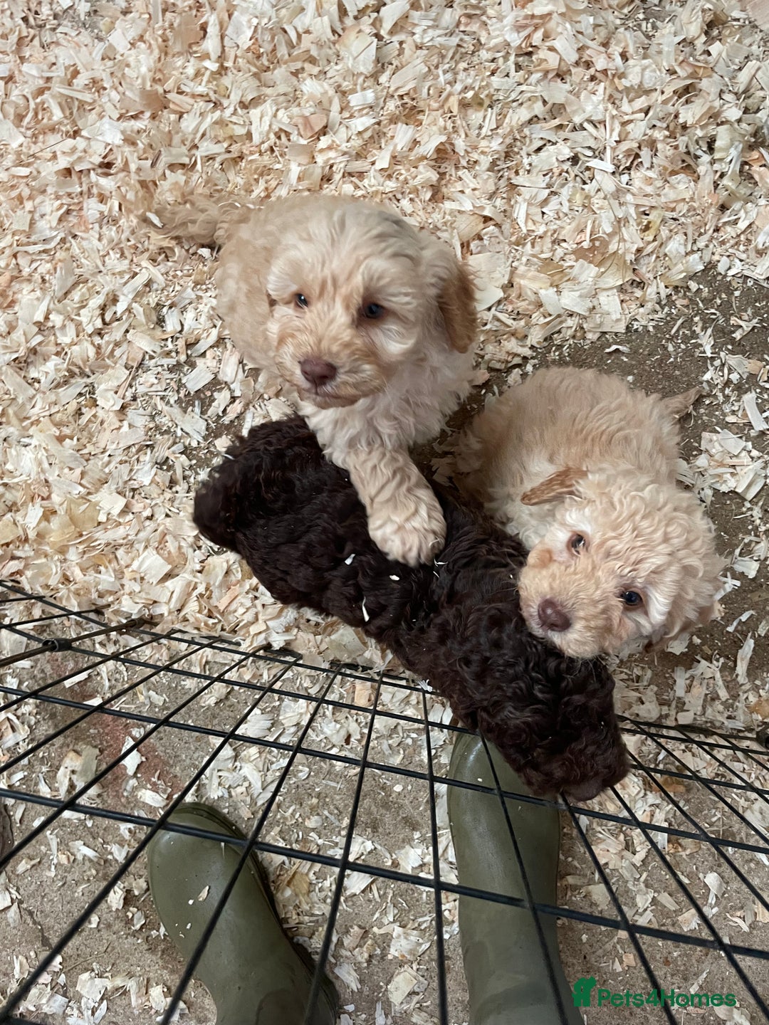 Cockapoo dogs for sale: 3 gorgeous boys ready for their homes    - Advert 1