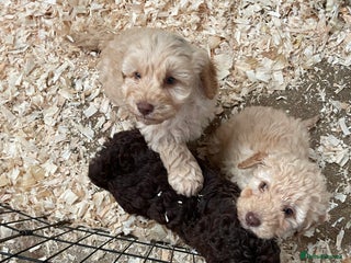 Cockapoo dogs 3 gorgeous boys ready for their homes - Advert 1