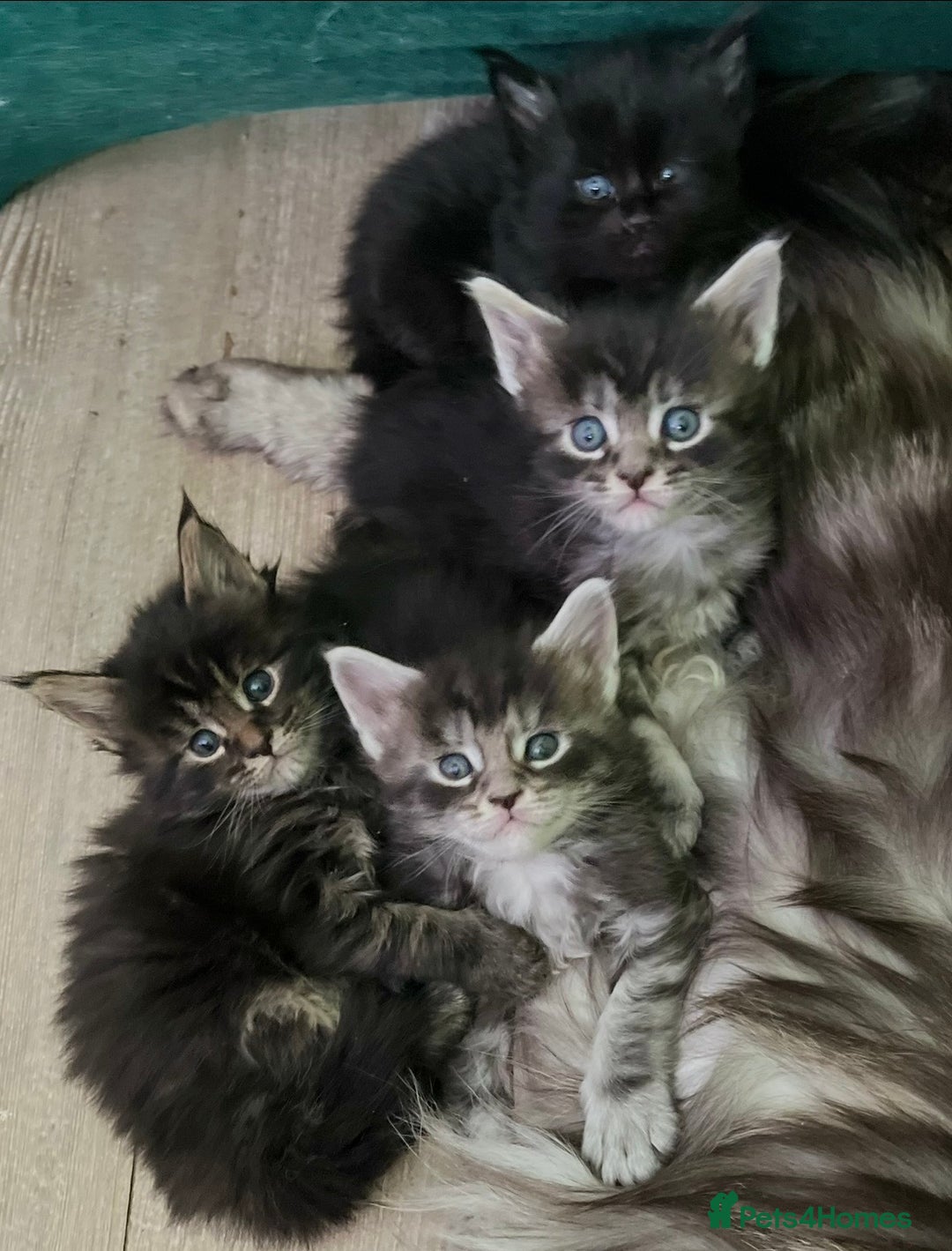 Maine Coon cats for sale: Gorgeous Black & Black Smoke kittens TICA parents - Image 9