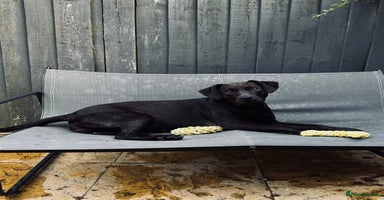 Labrador Retriever dogs - Advert 2