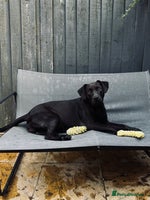 Labrador Retriever dogs - Advert 4
