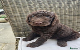 Labradoodle dogs for sale: Gorgeous Chocolate Baby Mini Labradoodle puppy  - Image 4