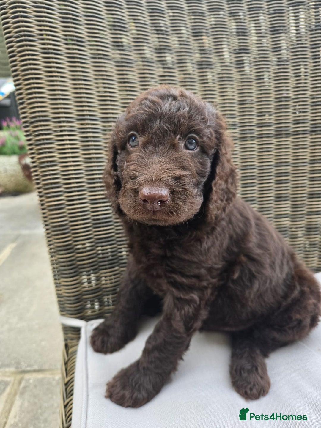 Labradoodle dogs for sale: Gorgeous Chocolate Baby Mini Labradoodle puppy  - Image 4