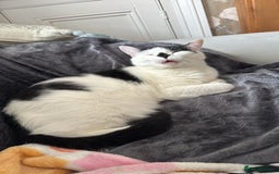 Mixed Breed cats for sale: FREE TO A GOOD HOME  - Image 2