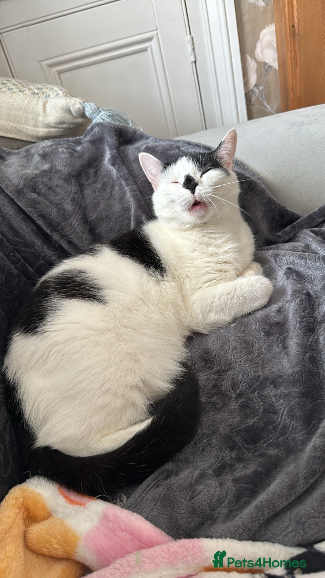 Mixed Breed cats for sale: FREE TO A GOOD HOME  - Image 2