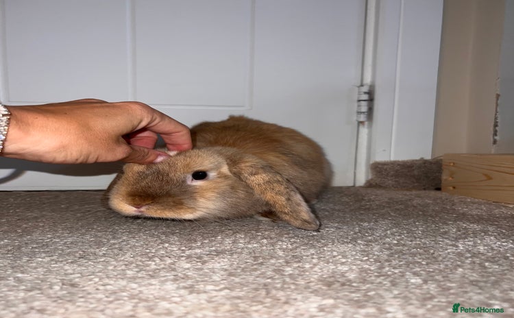 Mini Lop rabbits - Advert 1