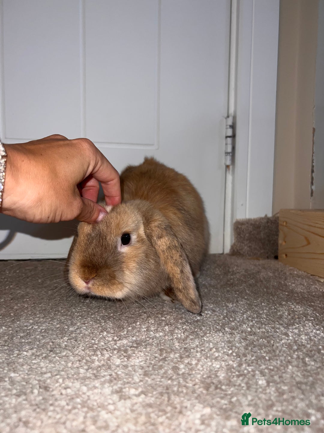 Mini Lop rabbits for sale: Woody! Our beautiful 6 month old mini lop boy - Image 1