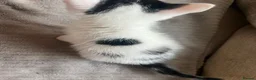 Mixed Breed cats for sale: 2 FEMALE KITTENS in Llanrwst - Advert 9