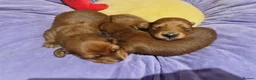 Miniature Dachshund dogs for sale: Pra clear-Beautiful miniature LG Dachshund pupps - Advert 29